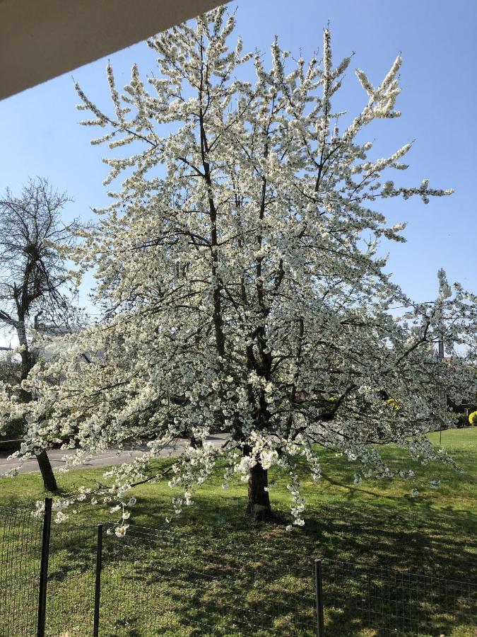 Le Clos Des Pommiers Uffholtz Exterior foto